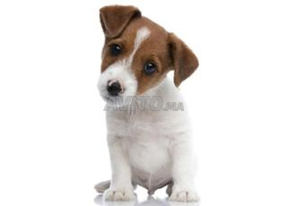 chiot de jack russel terrier