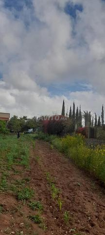 Ferme à vendre 25000 m2 à Al Menzeh – Ain Aouda - 2