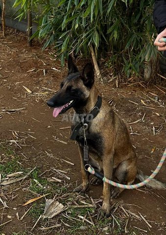 chien malinois a vendre charbonne