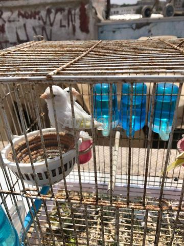 canare ♀️♂️ kbare ou kaynin s5are ou lbi3 bjamla - 2