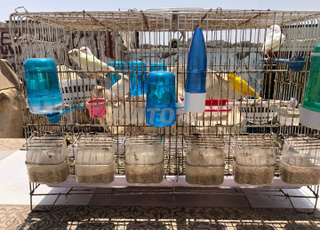 canare ♀️♂️ kbare ou kaynin s5are ou lbi3 bjamla