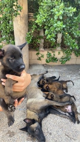 chiens malinois