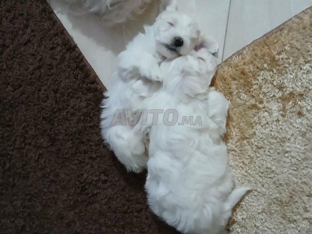 chiot femelle bichon