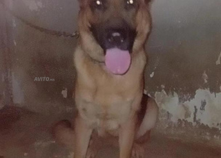 femelle عنده عامين