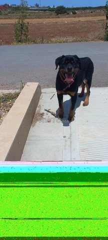 ROTWEILLER A SAISIR