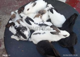 أرانب بابيون للبيع 