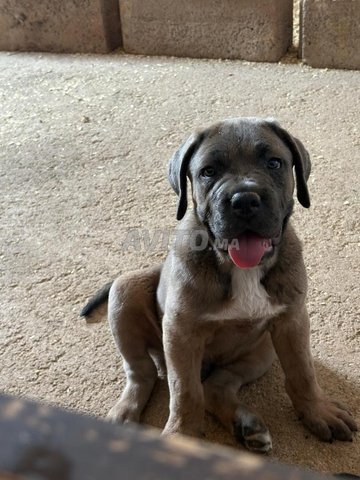 male et femelle cane Corso