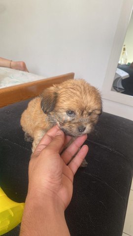 bichon havanais femelle