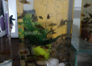 petit aquarum anec poisson