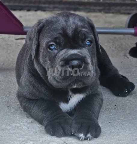 Cane corso bleu yeux bleu