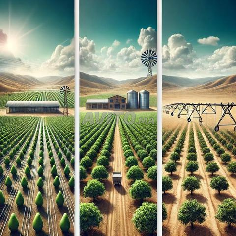 lassier dyal banan 4 hiktar sarout  - 2