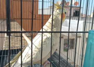 📢 كوكاتيل للبيع