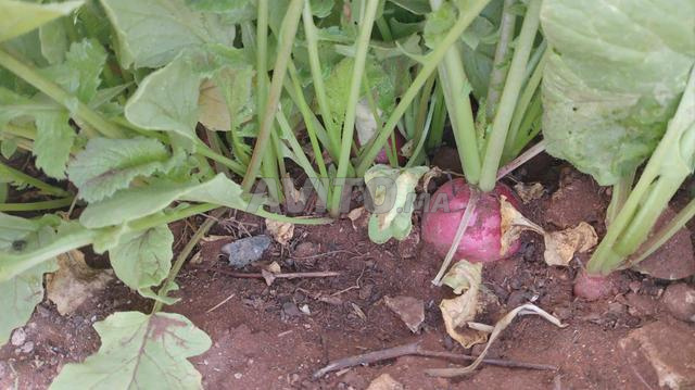 أرض و منزل محفظة و مسجلة 1300متر - 2