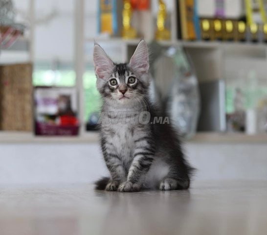 Chaton Maine coons avec pedigree wcf