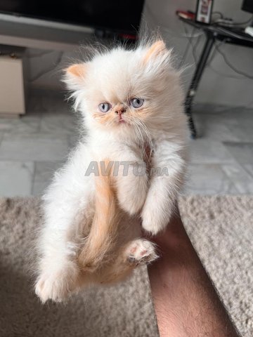 chat persan 