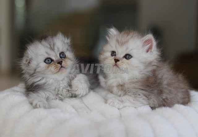 Highland et British Longhair pedigree wcf