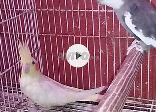 كوبل كالوبسات خدامة 