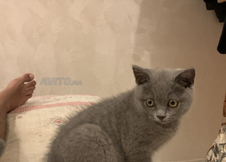 chats male pure race british shorthair