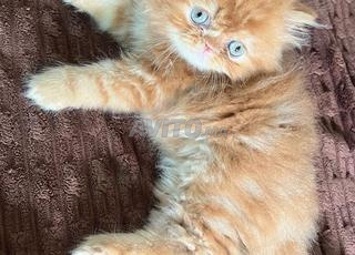  chaton persan 2mois 