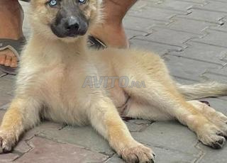 Femelle chienloup 2'5 mois