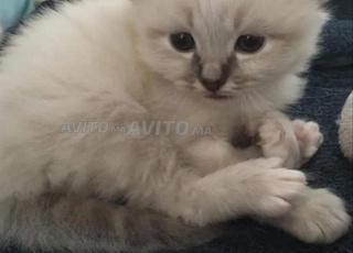 chaton bébé bermanu sacree