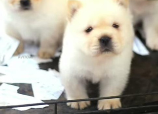chowchow chien
