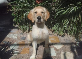 golden retriever chien