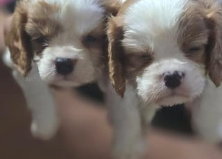 cavalier King Charles chien 