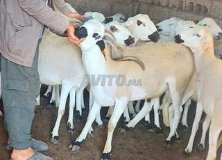 نعجة صردية ضارة كاملة 