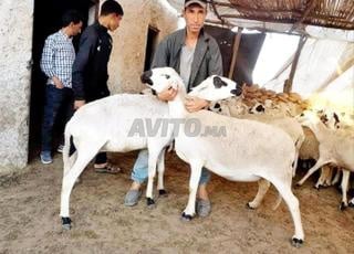 نعجة صردية للبيع اصيلية 