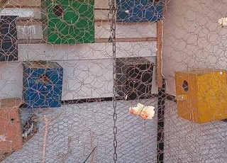 oiseaux inséparables