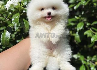 spitz nain loulou de pomeranie