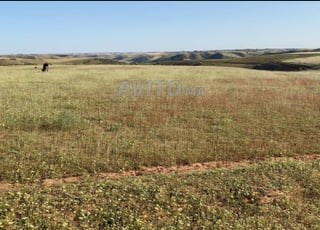 هكتار زوين ف عين جوهرة 400متر بيست