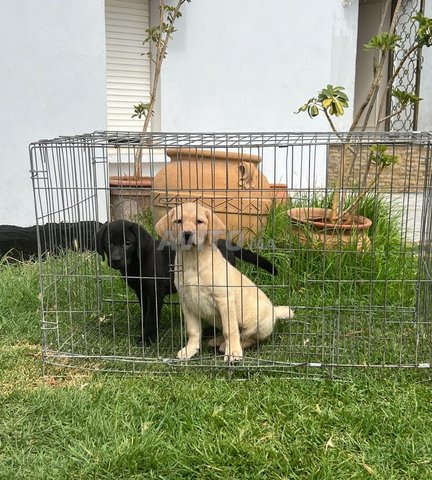 Labrador Chiot 