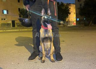 Malinois mâle 