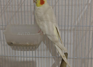 لتينو كوكتيل ذكر