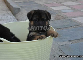 choit bébé berge allmand âge 45 j 