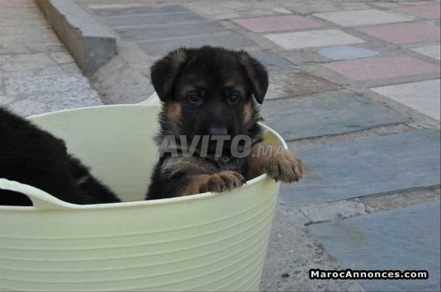 choit bébé berge allmand âge 45 j 