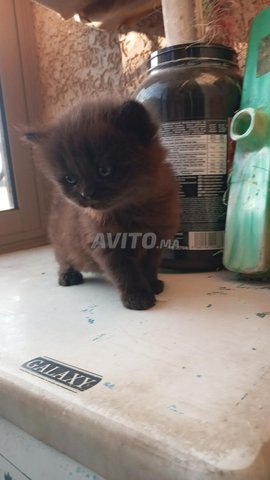 2 chatton persan male et femelle