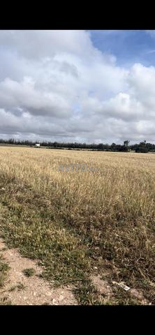 هكتار محفظ في موقع استراتيجي ورائع للسكن  - 2