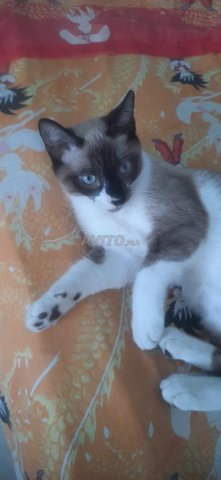 3 chatons Symwa de 4 mois à adopter