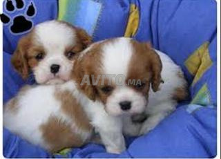 cavalier king Charles chien