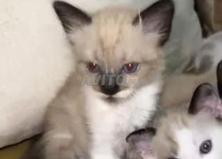 siamo hor librah marhba