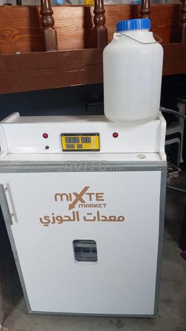 فقاصة couveuse 