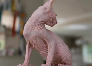 SPHYNX Pedigree et Bambino