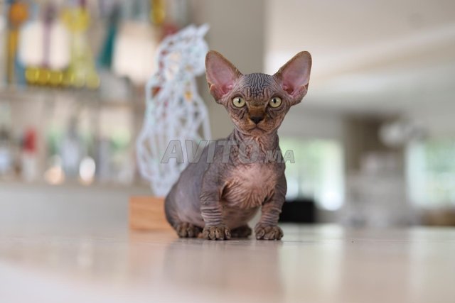 SPHYNX Pedigree et Bambino