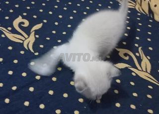 قط سيامو بحالة جيدة