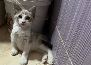 قط سيامي عيون زرقاوتان