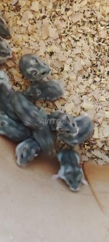 hamster russe هامستر روسي