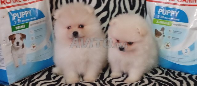 spitz pomeranian 